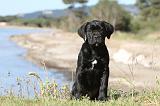 CANE CORSO 406